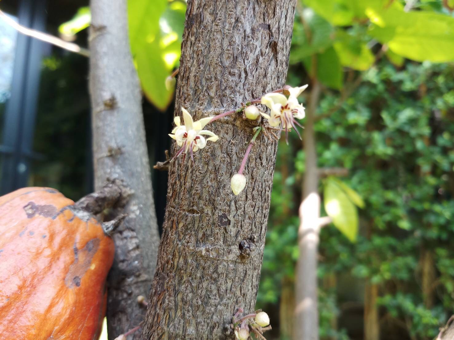 โกโก้ Theobroma cacao L. <br/>MALVACEAE